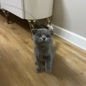 Scottish fold uuldriin 3sartai em muur, Улаанбаатар — Сүхбаатар — 100 айл