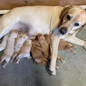 Labrador golog, Улаанбаатар — Налайх — 1-р хороо