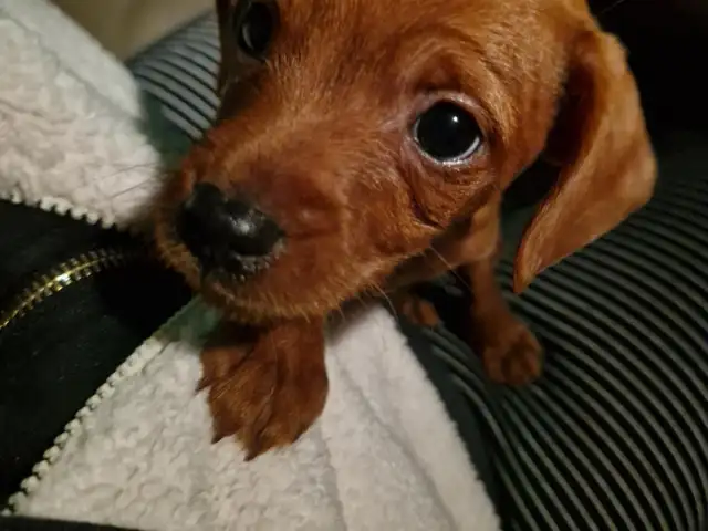 Toy terrier бор гөлөг, Улаанбаатар — Баянзүрх — 14-р хороолол