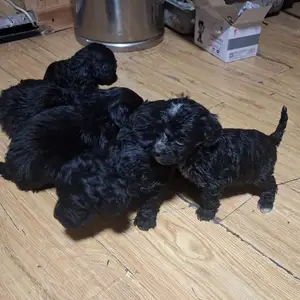 Poodle гөлөг, Улаанбаатар — Сүхбаатар — 14-р хороо