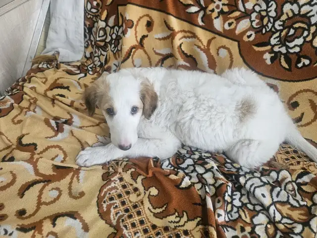 Borzoi, Улаанбаатар — Сонгинохайрхан — Баянхошуу