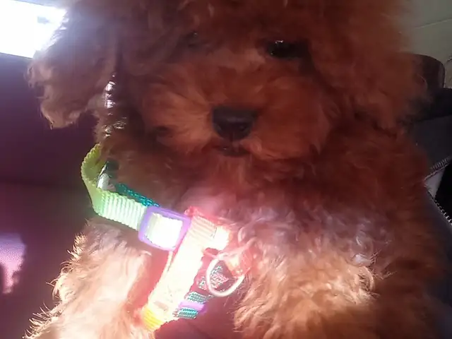 Poodle, Улаанбаатар — Баянгол — 15-р хороо