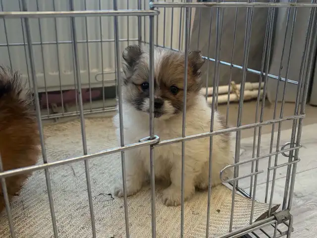 Spitz гөлөг, Улаанбаатар — Чингэлтэй — Хайлааст