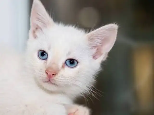 Angora муур, Улаанбаатар — Налайх — 7-р хороо