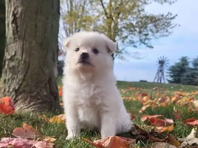 Eskimo pupies, Улаанбаатар — Налайх — 1-р хороо