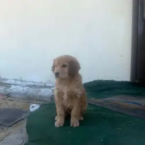 2сар гарантай эм гөлөг golden retriever үйлдэрийнх, Улаанбаатар — Хан-Уул — 19-р хороолол