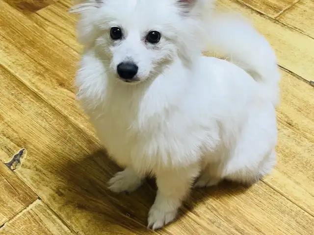 German spitz, Дархан-Уул
