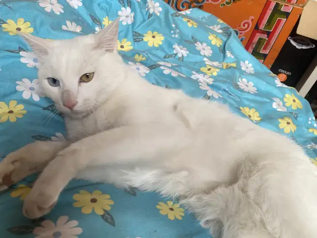 Angora muur, Улаанбаатар — Баянзүрх — 20-р хороо