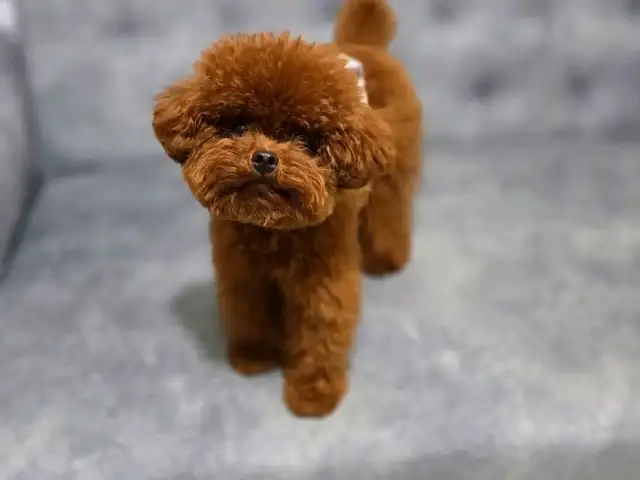 Toy poodle pupрies, Улаанбаатар — Налайх — 1-р хороо