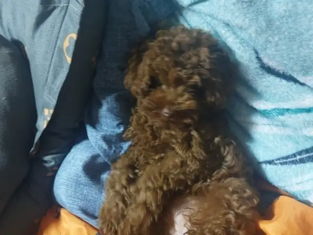 Toy poodle, Улаанбаатар — Сонгинохайрхан — 21-р хороолол