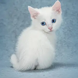 Angora муур, Улаанбаатар — Налайх — 7-р хороо