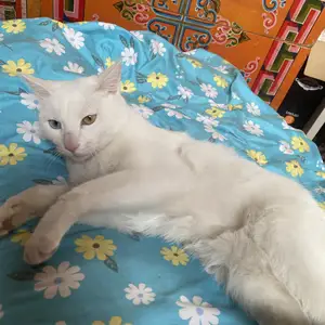 Angora muur, Улаанбаатар — Баянзүрх — 20-р хороо