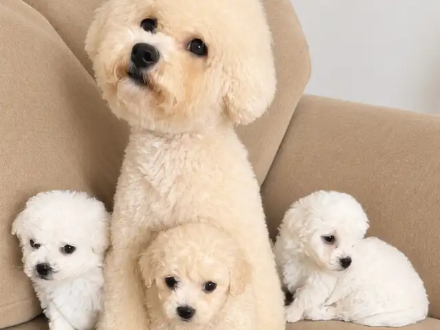 Bishon frise гөлөг, Улаанбаатар — Баянзүрх — Сансар