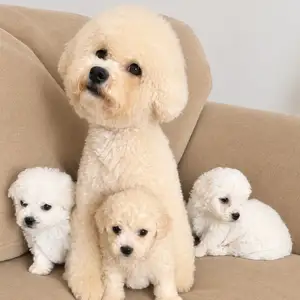 Bishon frise гөлөг, Улаанбаатар — Баянзүрх — Сансар