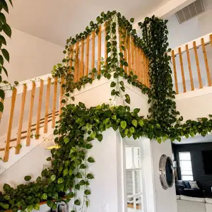 Golden pothos , потос- тасалгааны декор ургамал, Улаанбаатар — Хан-Уул — 19-р хороолол