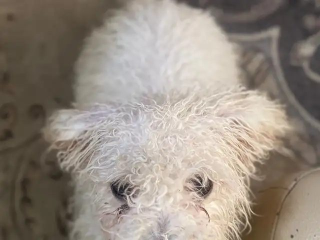 4sartai bichon frise, Улаанбаатар — Хан-Уул — Нисэх
