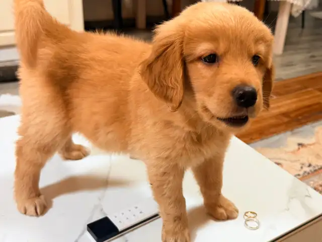 Golden retriever, Улаанбаатар — Баянзүрх — Ботаник