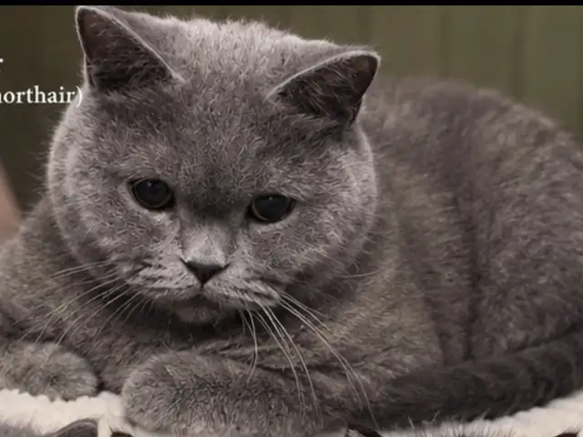 British short hair, Улаанбаатар — Хан-Уул — 23-р хороо