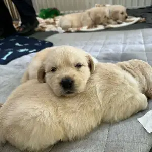 Golden retreiver, Улаанбаатар — Налайх — 7-р хороо
