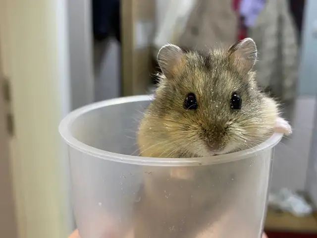 Hamster, Улаанбаатар — Хан-Уул — 3-р хороо
