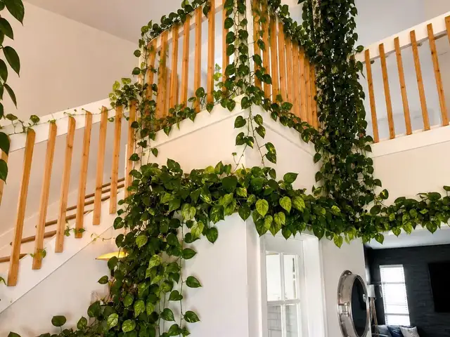 Golden pothos , потос- тасалгааны декор ургамал, Улаанбаатар — Хан-Уул — 19-р хороолол