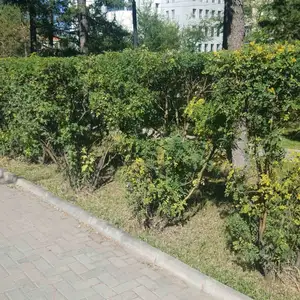 Mod tarina, Улаанбаатар — Чингэлтэй — 8-р хороо