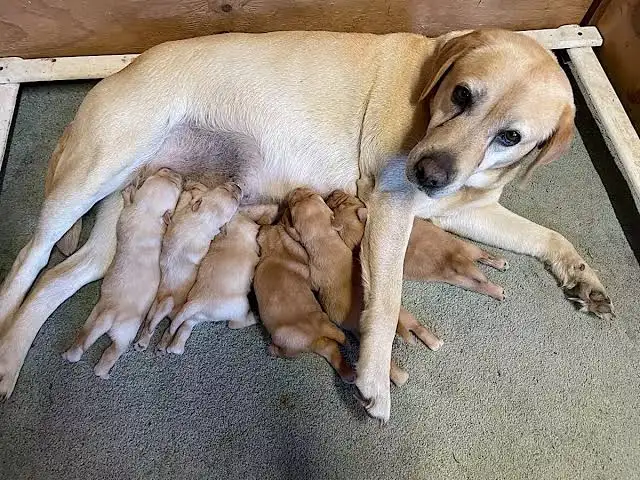 Labrador golog, Улаанбаатар — Налайх — 1-р хороо