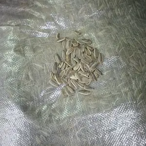 Хар самар, Дорноговь