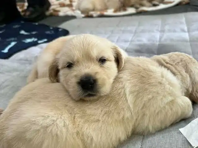 Golden retreiver, Улаанбаатар — Налайх — 7-р хороо