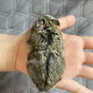 Hamster, Улаанбаатар — Хан-Уул — 3-р хороо