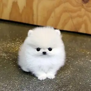 Pomeranian shpitz gulug, Улаанбаатар — Баянзүрх — КТМС