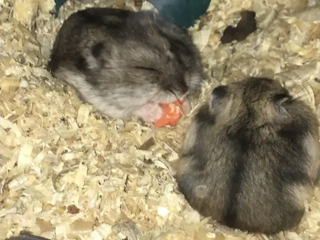 Hamster, Улаанбаатар — Сонгинохайрхан — 15-р хороо