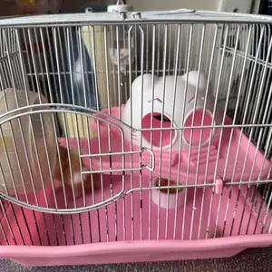 Hamster, Улаанбаатар — Сонгинохайрхан — 13-р хороо