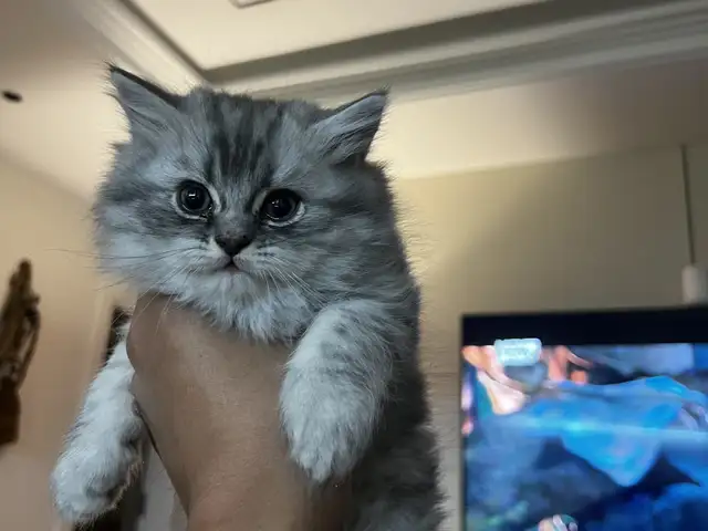 British shorthair chinchilla silver shaded, Улаанбаатар — Хан-Уул — 11-р хороо