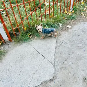 Yorki er 6n sartai, Улаанбаатар — Баянгол — 10-р хороолол