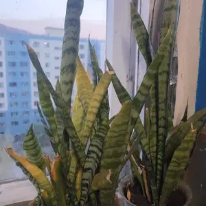 2 мөнхрөө, Улаанбаатар — Баянгол — 3, 4 хороолол