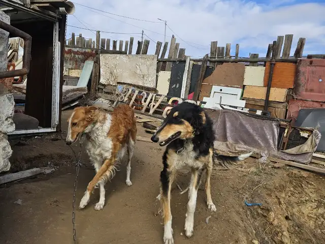 Borzoi, Улаанбаатар — Сонгинохайрхан — Баянхошуу