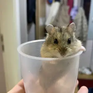 Hamster, Улаанбаатар — Хан-Уул — 3-р хороо