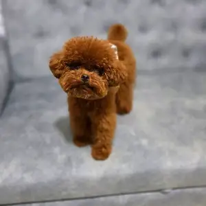 Toy poodle pupрies, Улаанбаатар — Налайх — 1-р хороо