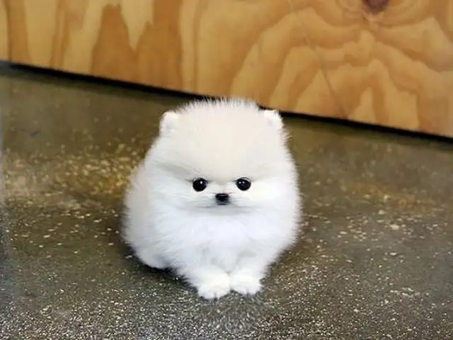 Pomeranian shpitz gulug, Улаанбаатар — Баянзүрх — КТМС
