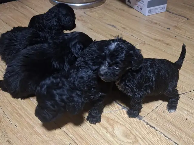 Poodle гөлөг, Улаанбаатар — Сүхбаатар — 14-р хороо
