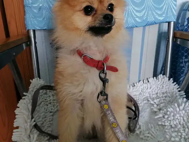 Pomerian spits, Улаанбаатар — Баянгол — 3, 4 хороолол