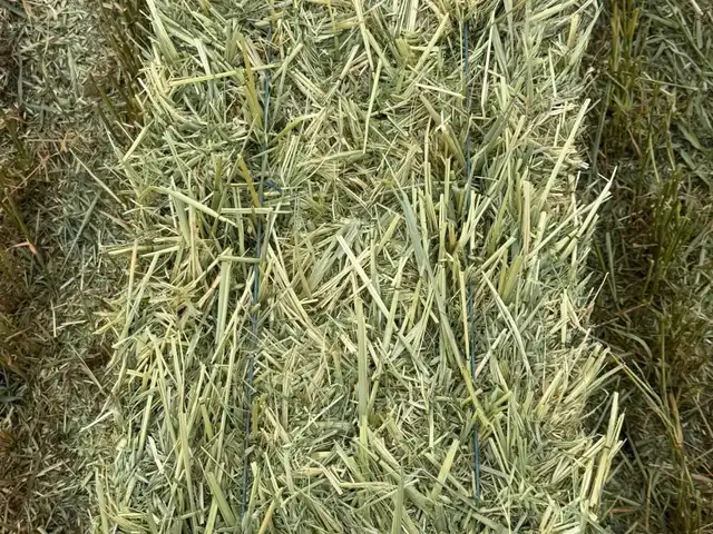 Малын ногоон тэжээл, Сэлэнгэ