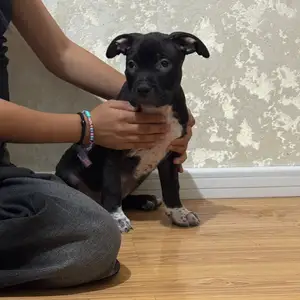 3 sartai americanbully 2 gulug, Улаанбаатар — Баянгол — Модны 2