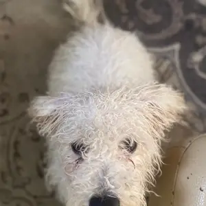 Er 4 sartai bichon frise, Улаанбаатар — Хан-Уул — Нисэх