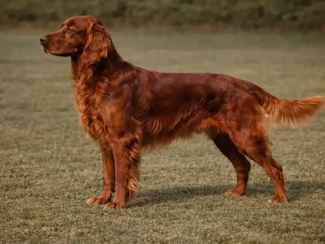 Irland setter, Улаанбаатар — Сонгинохайрхан — Баянхошуу