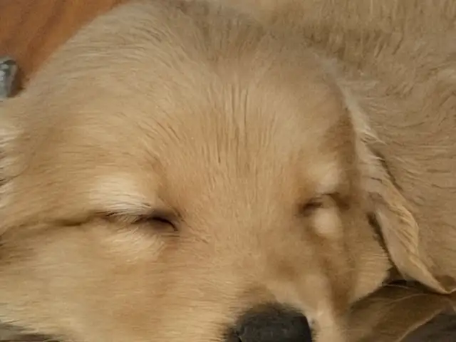 Golden retriever, Улаанбаатар — Баянгол — Баруун 4 зам
