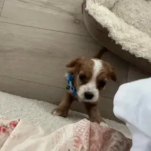 Cavalier king charles үүлдэрийн нохой, Улаанбаатар — Хан-Уул — Яармаг