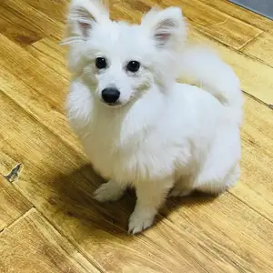 German spitz, Дархан-Уул