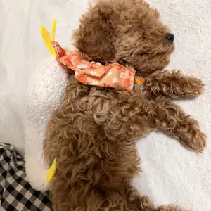 2 сартай toy poodle нохой., Улаанбаатар — Сүхбаатар — 100 айл